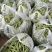 扁青芸豆15cm以上