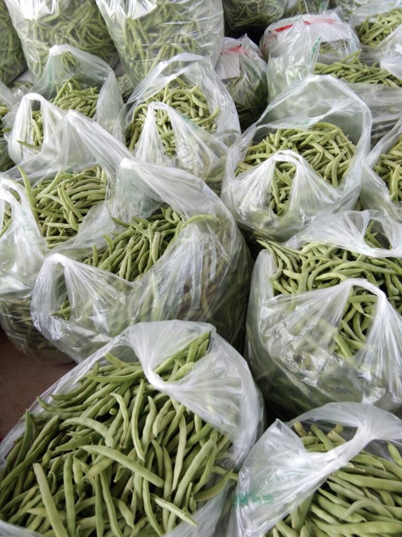 扁青芸豆15cm以上