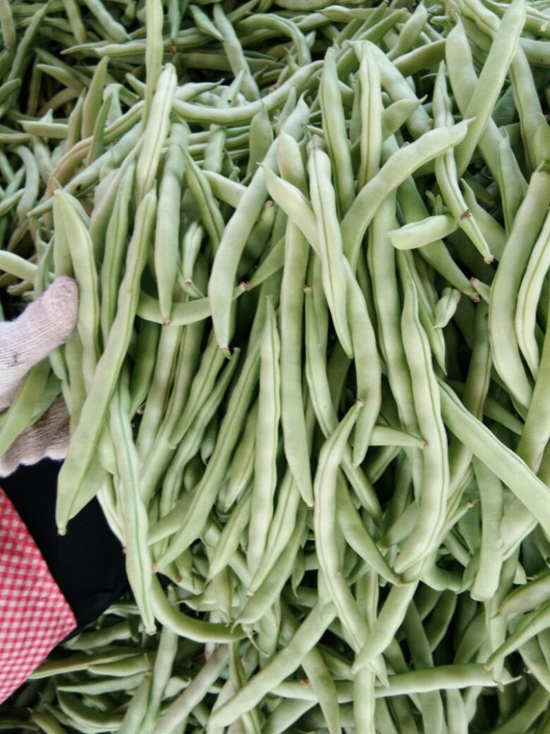 扁青芸豆15cm以上