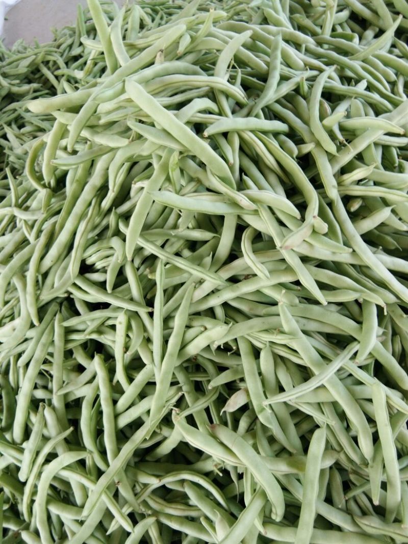 扁青芸豆15cm以上