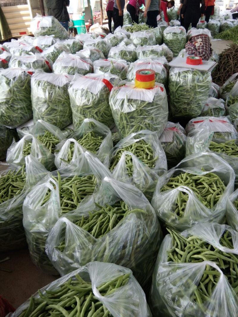 扁青芸豆15cm以上