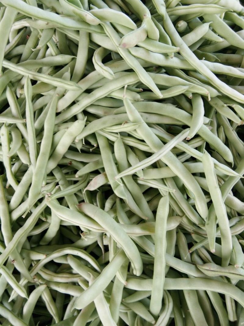 扁青芸豆15cm以上