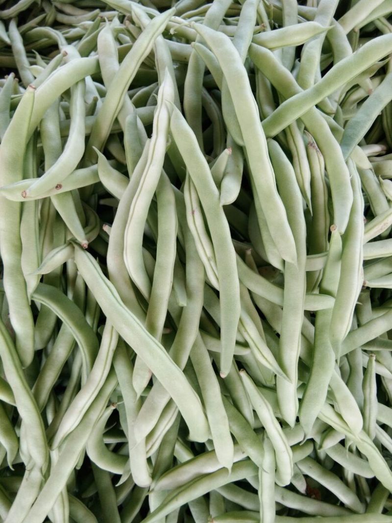 扁青芸豆15cm以上