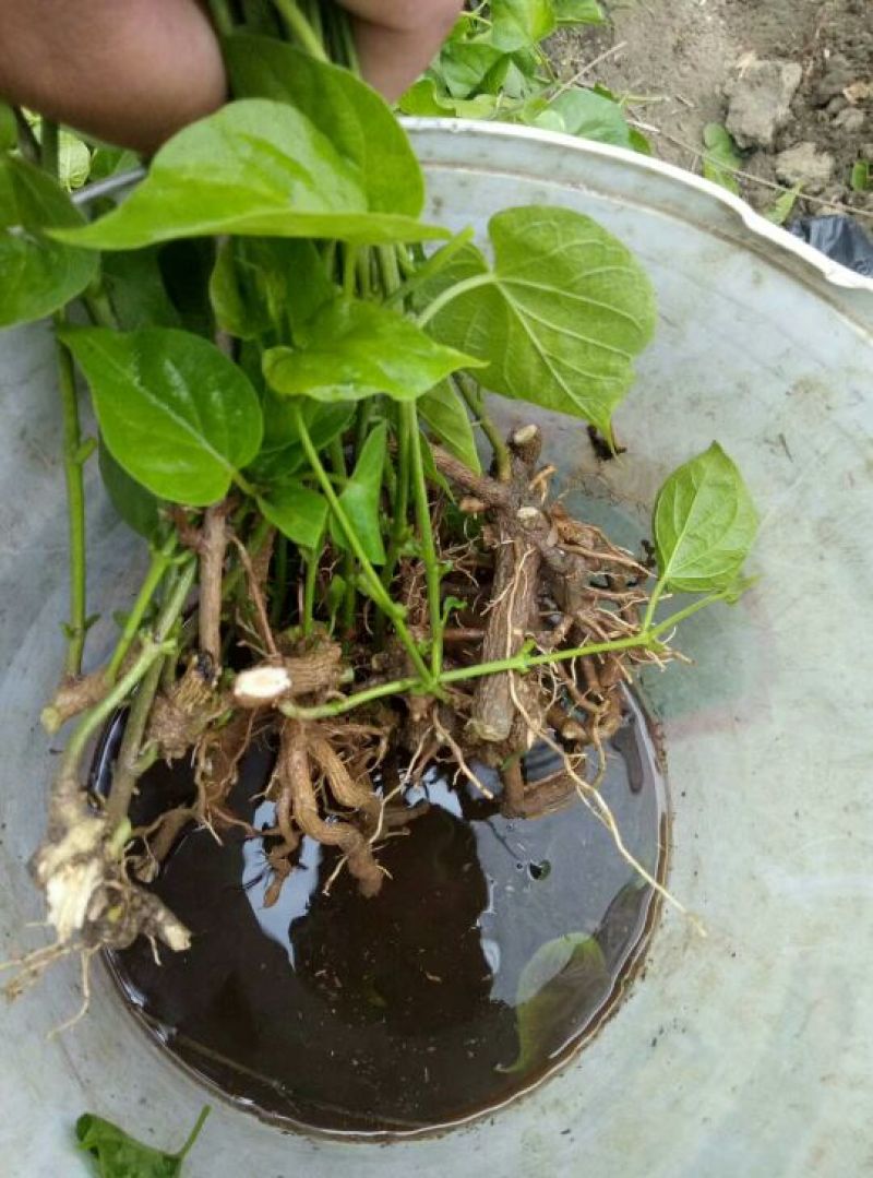 夜香花
