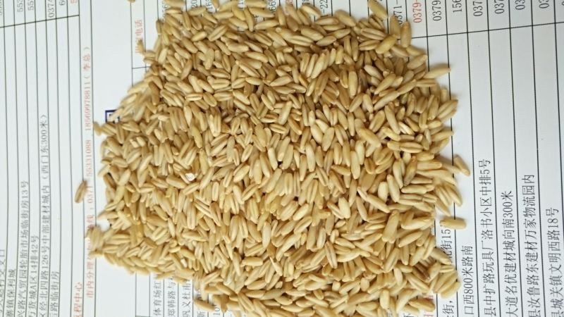 燕麦米