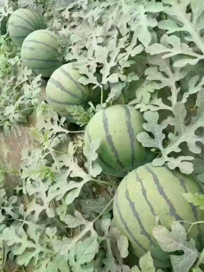 甜王西瓜