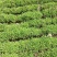 救心菜种苗费菜高钙菜当年种植当年收益四季耐寒抗热
