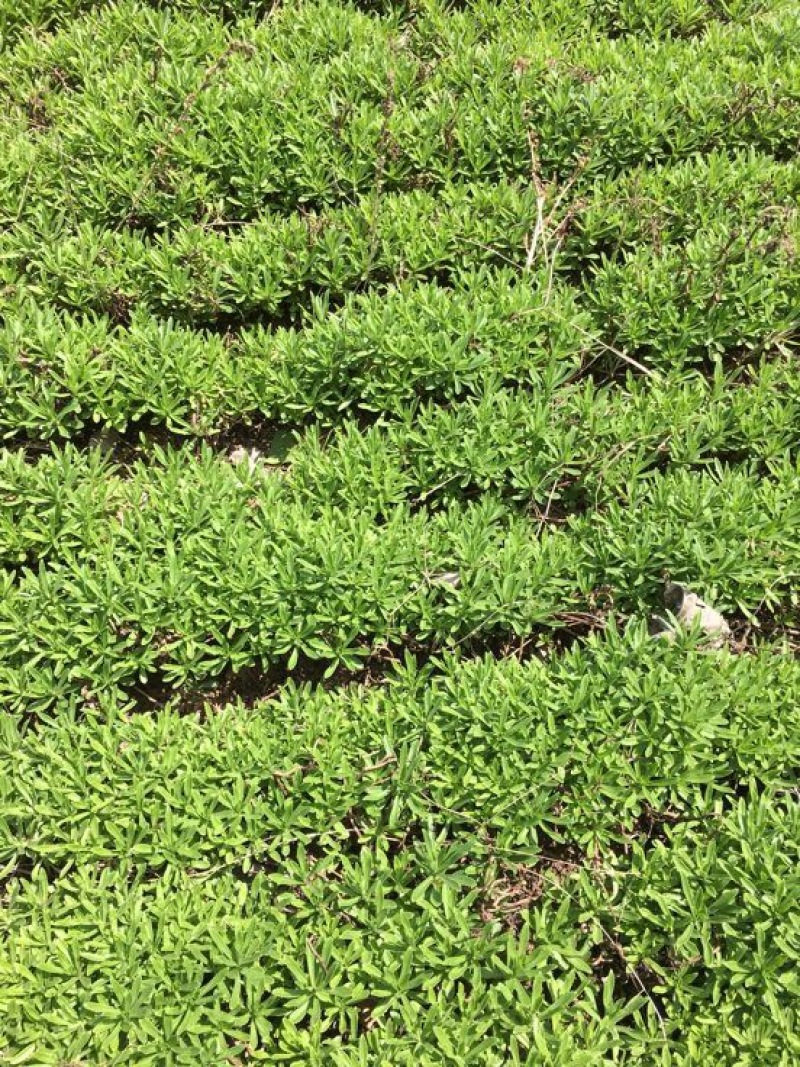 救心菜种苗费菜高钙菜当年种植当年收益四季耐寒抗热