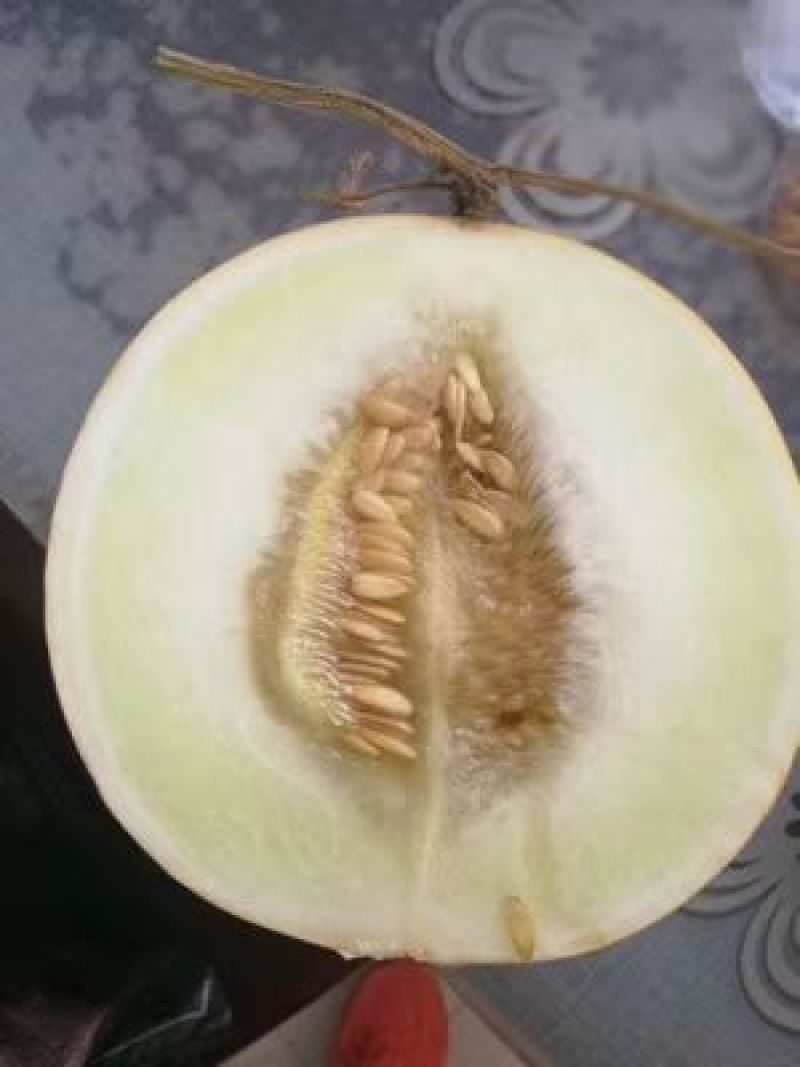 香瓜甜瓜现货力一件代发招电商拼多多天猫微商合作价格优