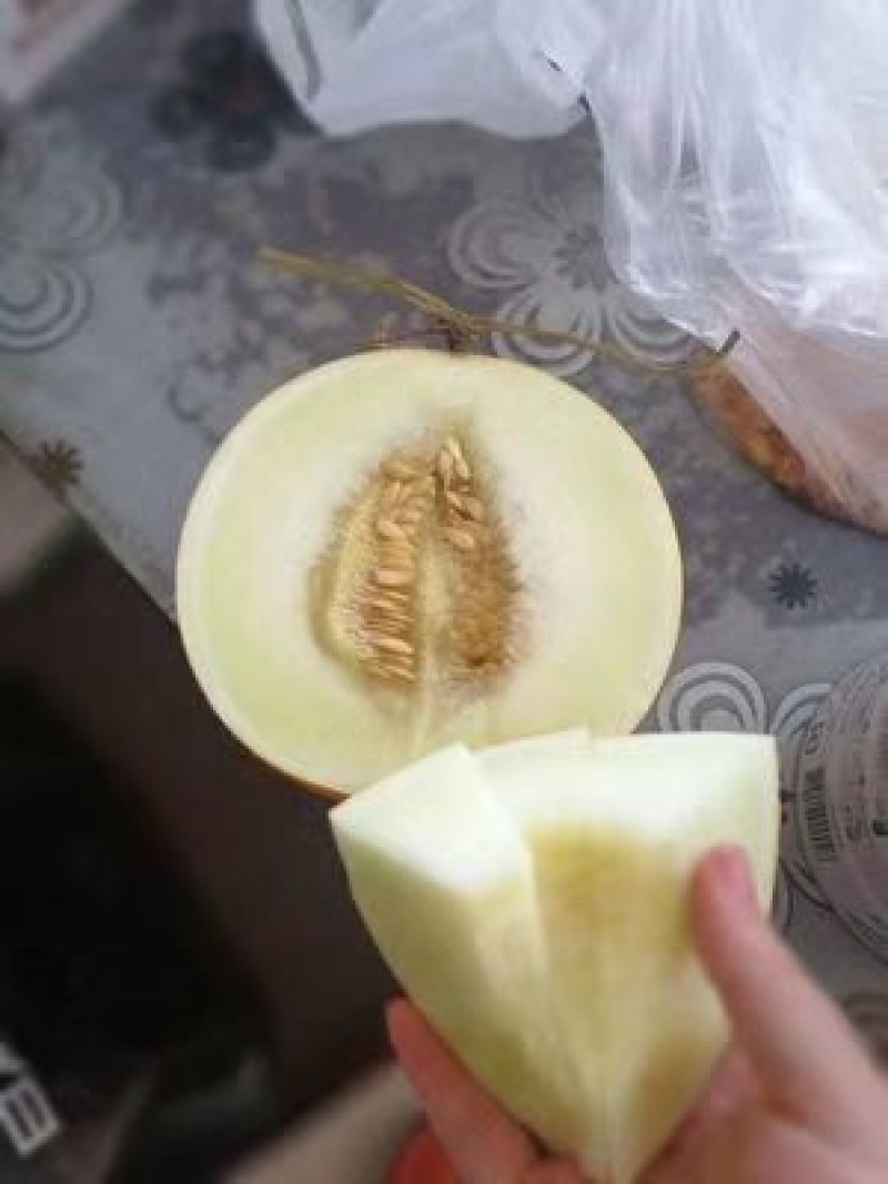 香瓜甜瓜现货力一件代发招电商拼多多天猫微商合作价格优