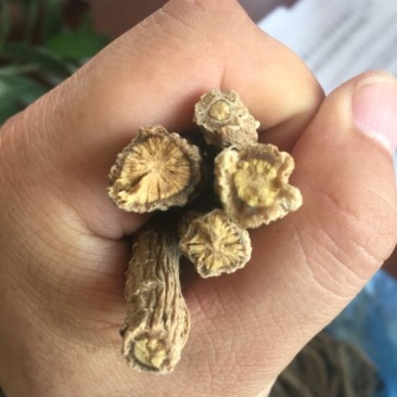 板蓝根统个