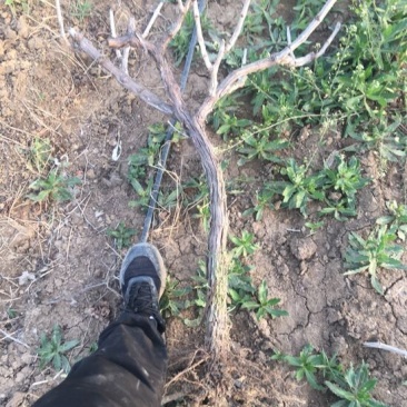 占地葡萄树80~110cm