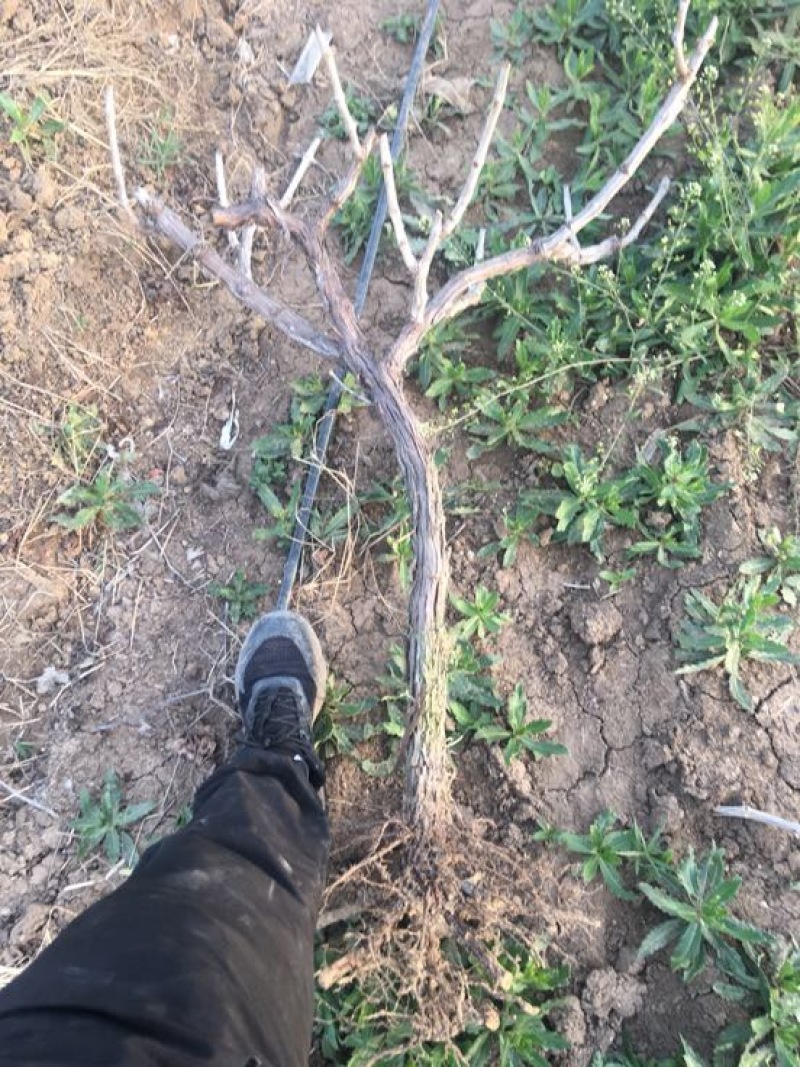 占地葡萄树80~110cm