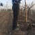 占地葡萄树80~110cm