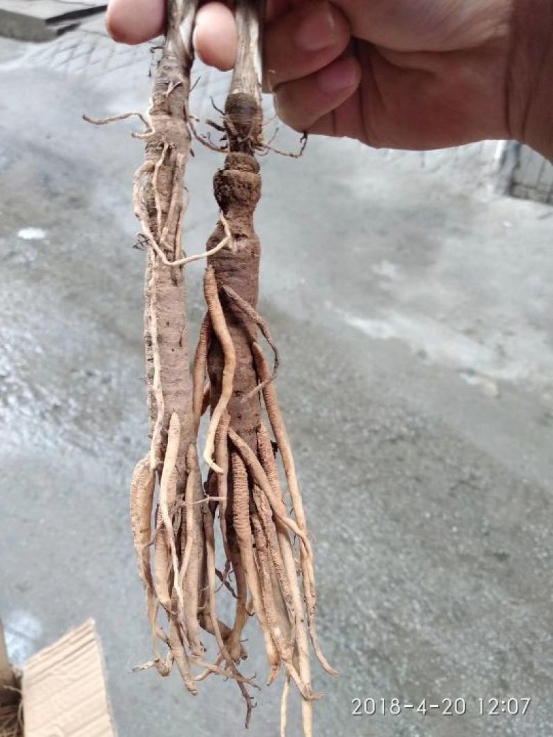 仙茅独角仙茅
