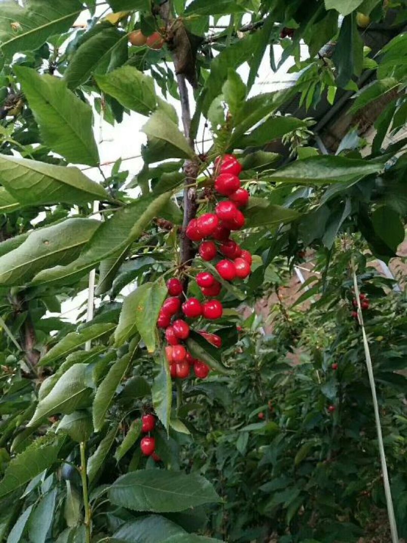 樱桃，陕西樱桃批发价格，陕西樱桃基地，樱桃上市价格