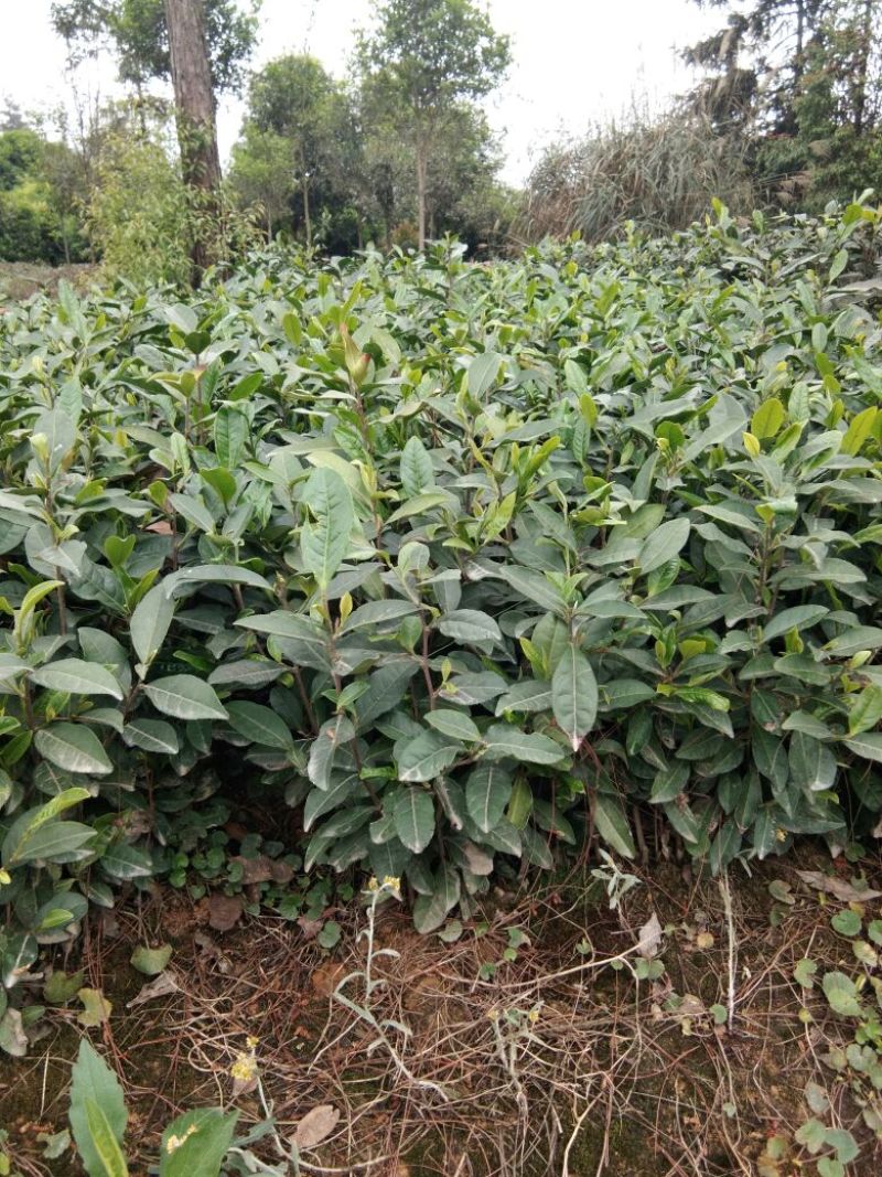 茶叶树苗茶苗绿茶苗，白茶苗，黄金茶苗，中茶108