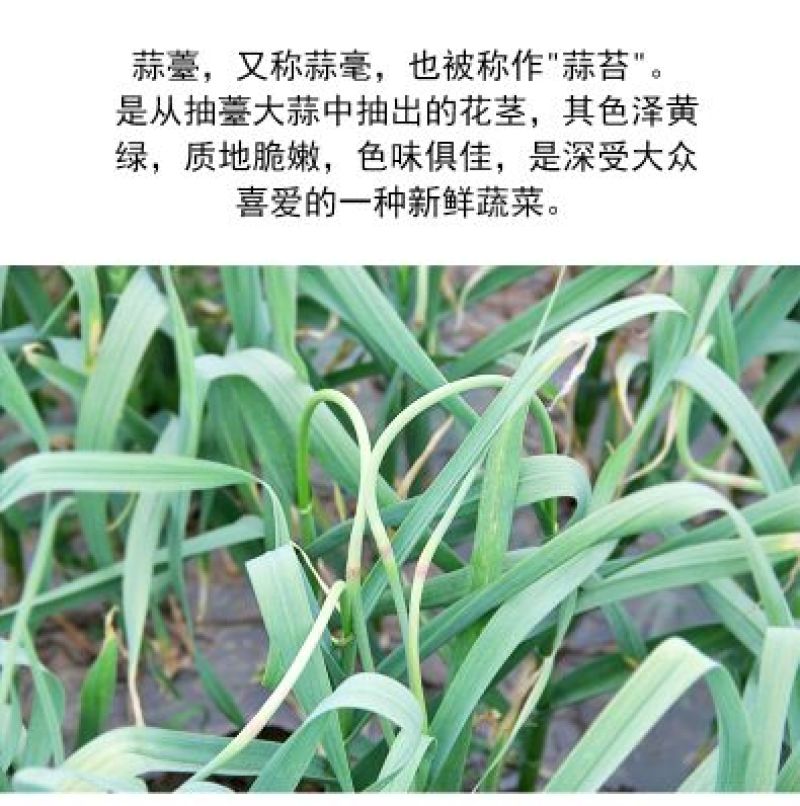 蒜薹通货60~70cm
