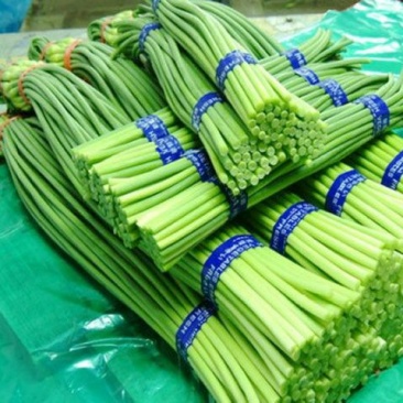 蒜薹通货60~70cm