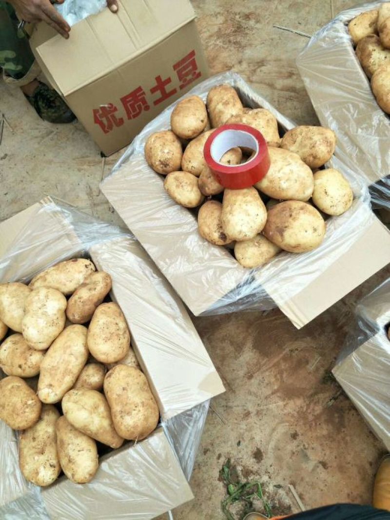 丽薯六号土豆2两以上通货
