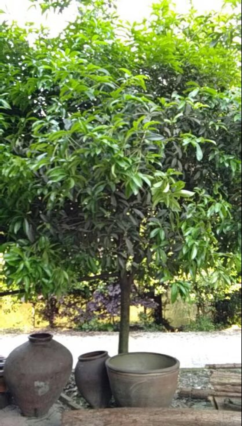 桂花树10~12cm2.5~3米1~2米
