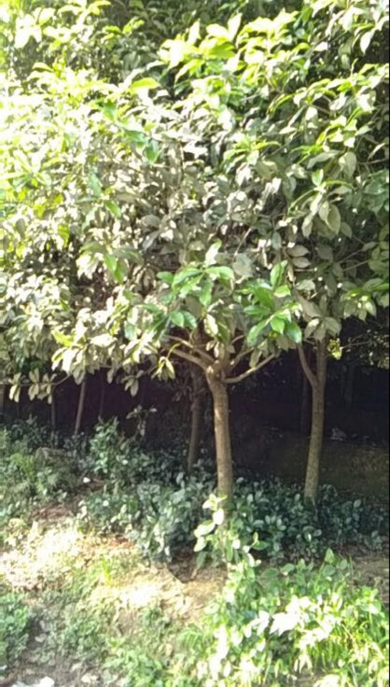 桂花树10~12cm2.5~3米1~2米