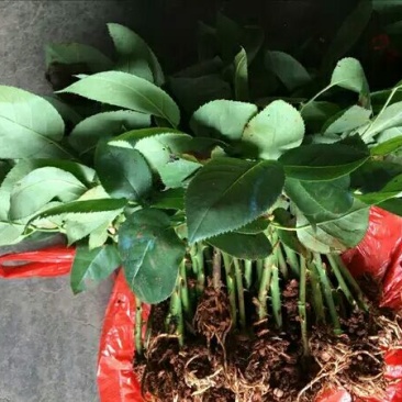 玫瑰花花苗
