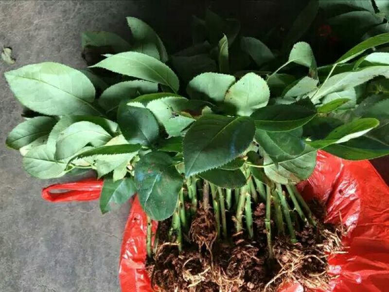 玫瑰花花苗