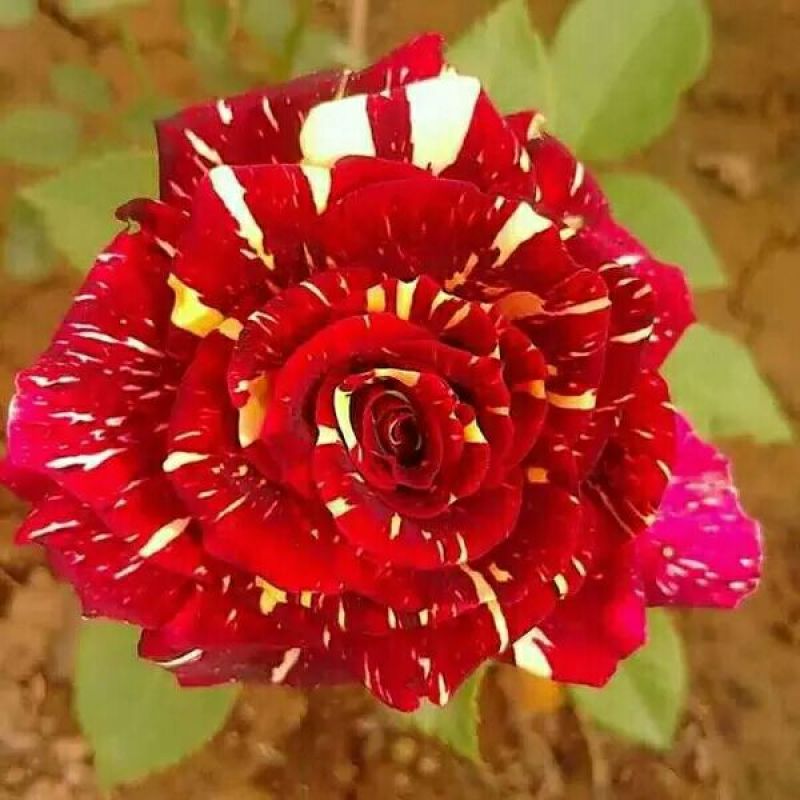 玫瑰花花苗