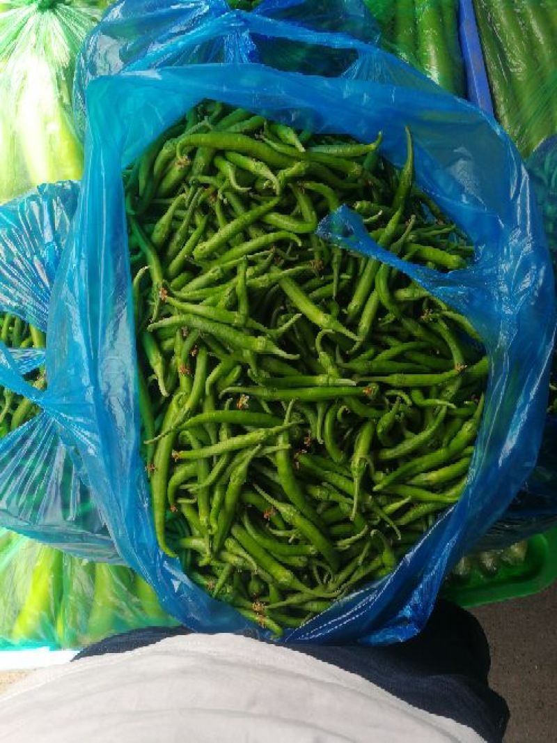 杭椒2~5厘米青微辣