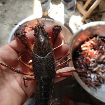 小龙虾小龙虾主养10-12钱（50-60克）食用活虾