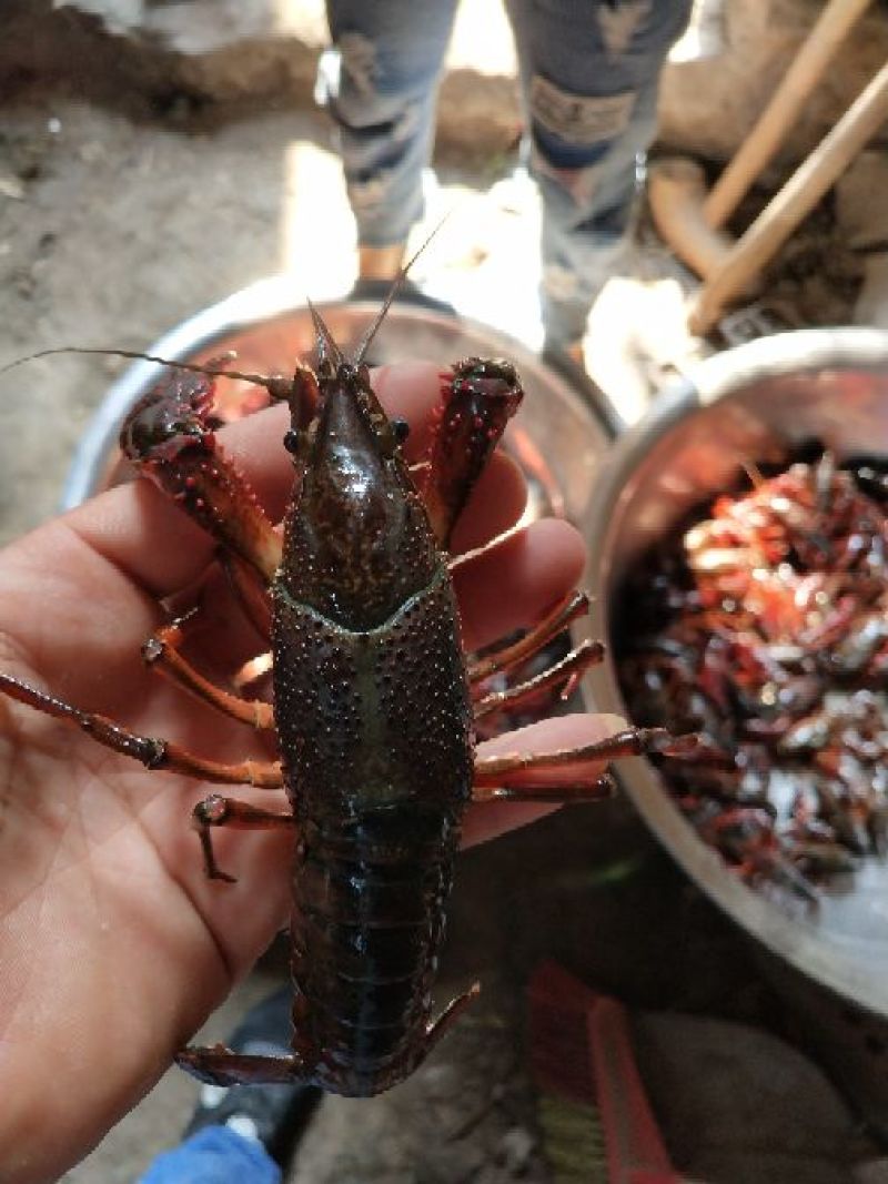 小龙虾小龙虾主养10-12钱（50-60克）食用活虾