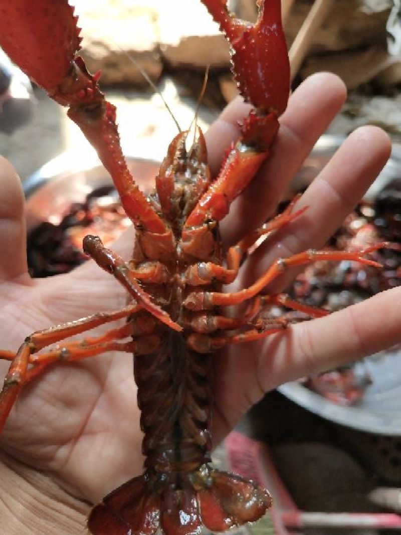 小龙虾小龙虾主养10-12钱（50-60克）食用活虾