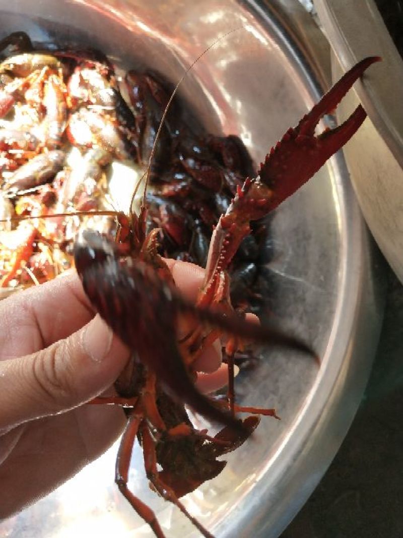 小龙虾小龙虾主养10-12钱（50-60克）食用活虾