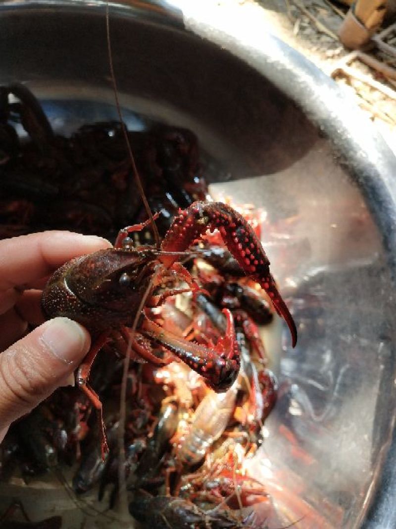 小龙虾小龙虾主养10-12钱（50-60克）食用活虾