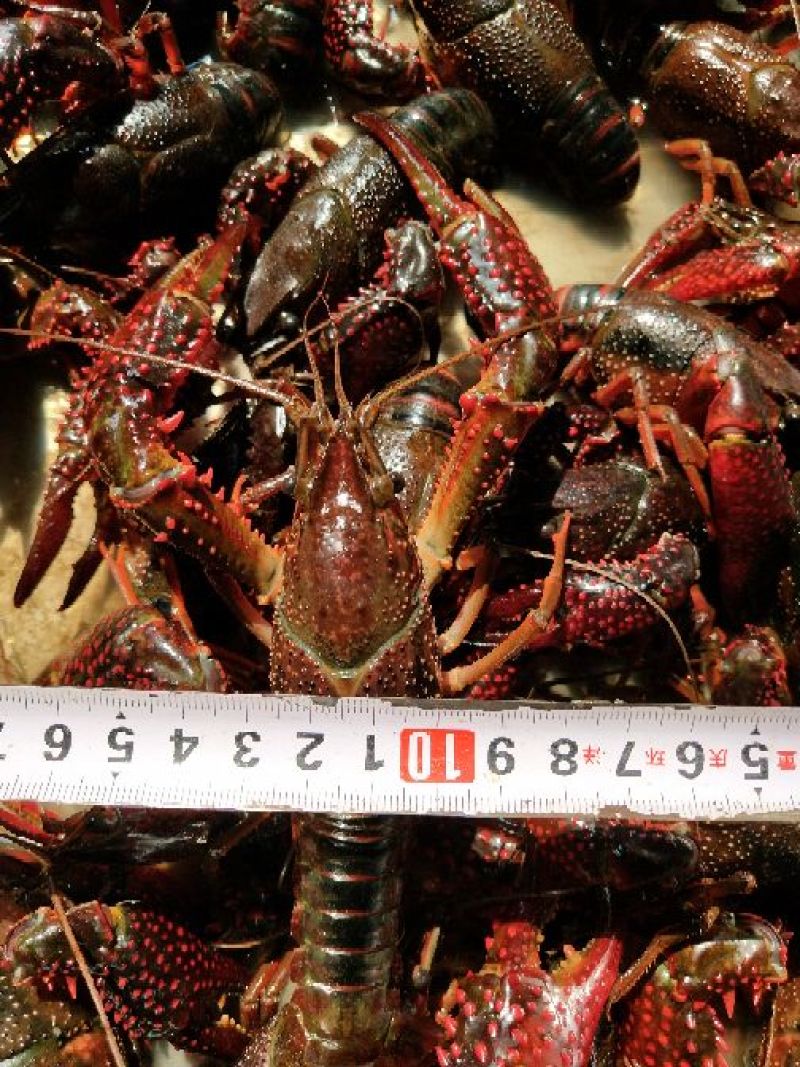 小龙虾小龙虾主养10-12钱（50-60克）食用活虾