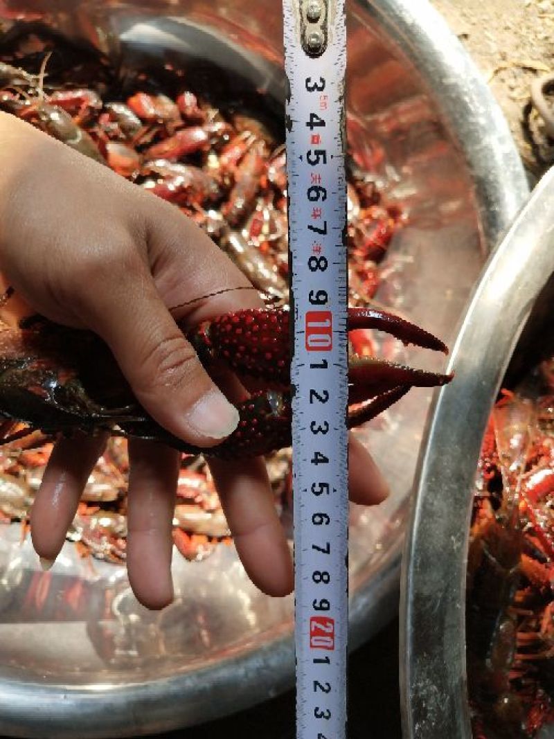 小龙虾小龙虾主养10-12钱（50-60克）食用活虾