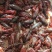 小龙虾小龙虾主养10-12钱（50-60克）食用活虾
