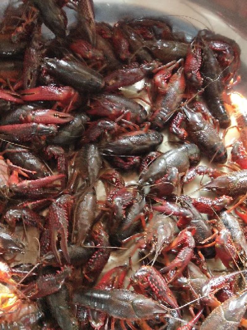 小龙虾小龙虾主养10-12钱（50-60克）食用活虾