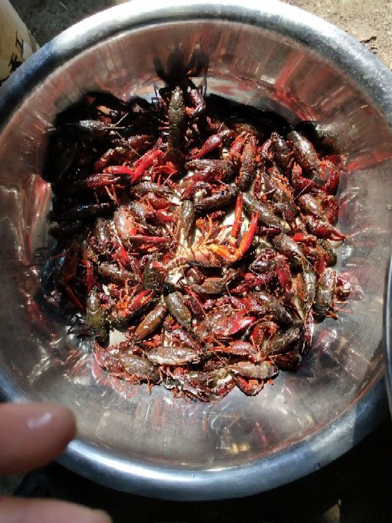 小龙虾小龙虾主养10-12钱（50-60克）食用活虾
