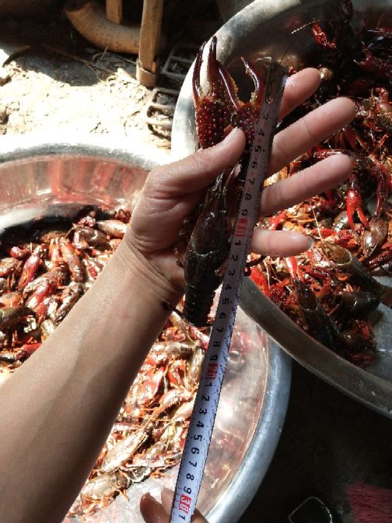 小龙虾小龙虾主养10-12钱（50-60克）食用活虾