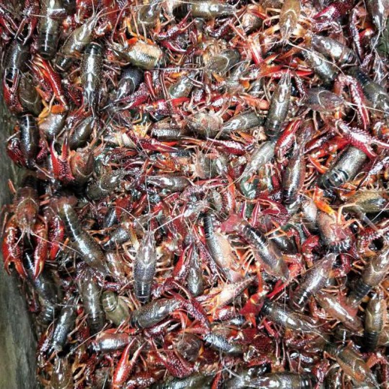 小龙虾小龙虾主养10-12钱（50-60克）食用活虾