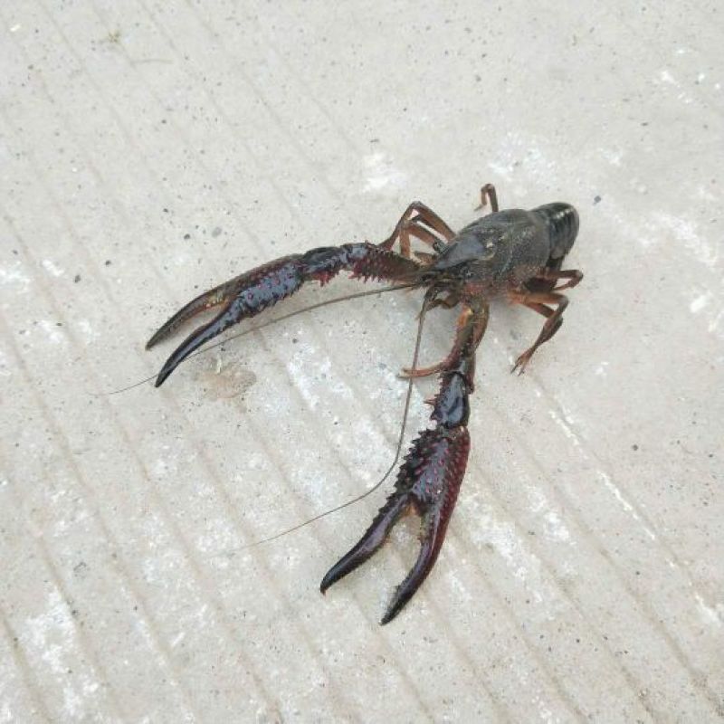 小龙虾小龙虾主养10-12钱（50-60克）食用活虾
