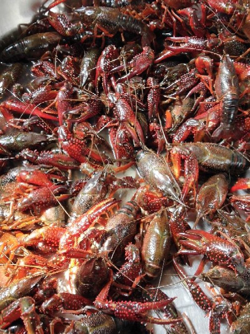 小龙虾小龙虾主养10-12钱（50-60克）食用活虾