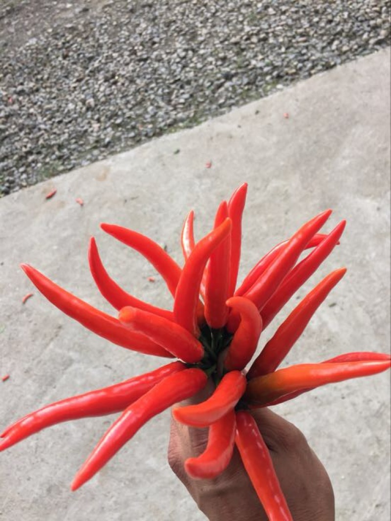 白花四季豆20~25cm