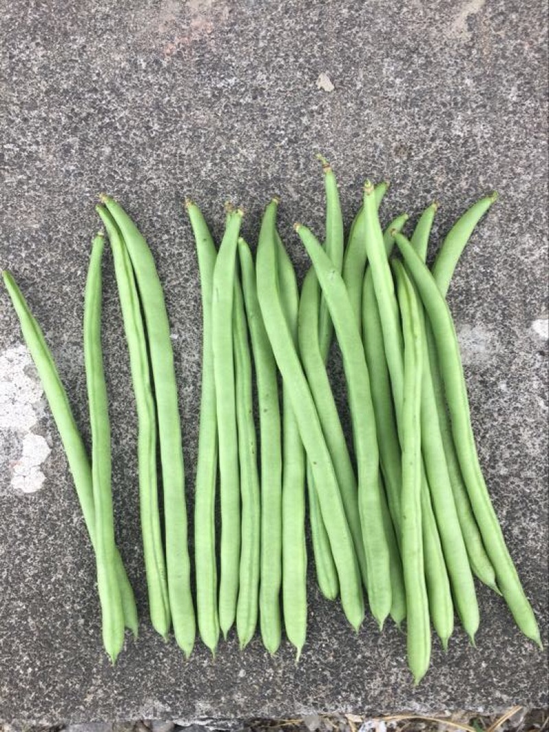白花四季豆20~25cm