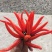 白花四季豆20~25cm