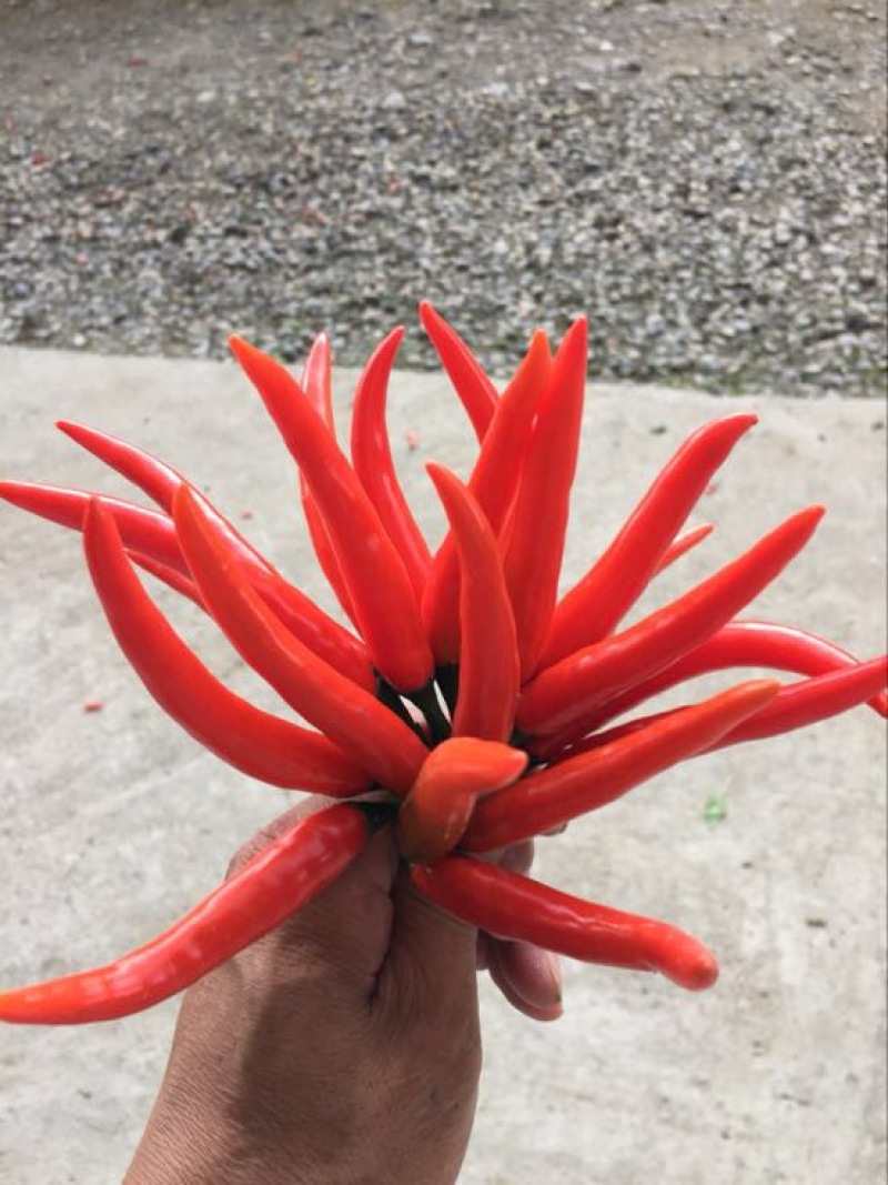 白花四季豆20~25cm
