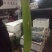 白花四季豆20~25cm