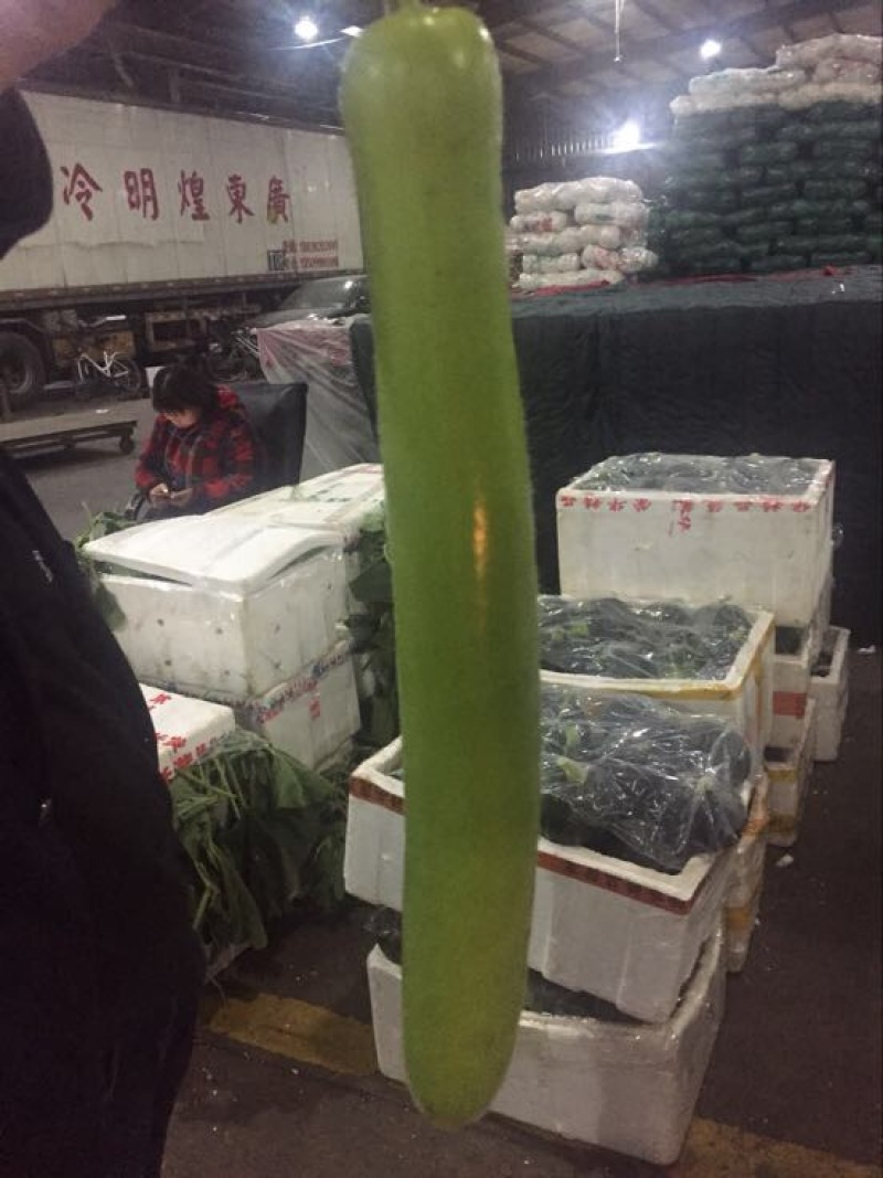 白花四季豆20~25cm